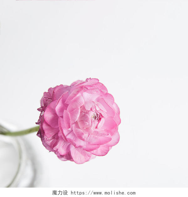 淡雅郁金香花卉女性背景图片